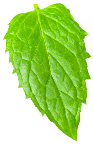 Peppermint