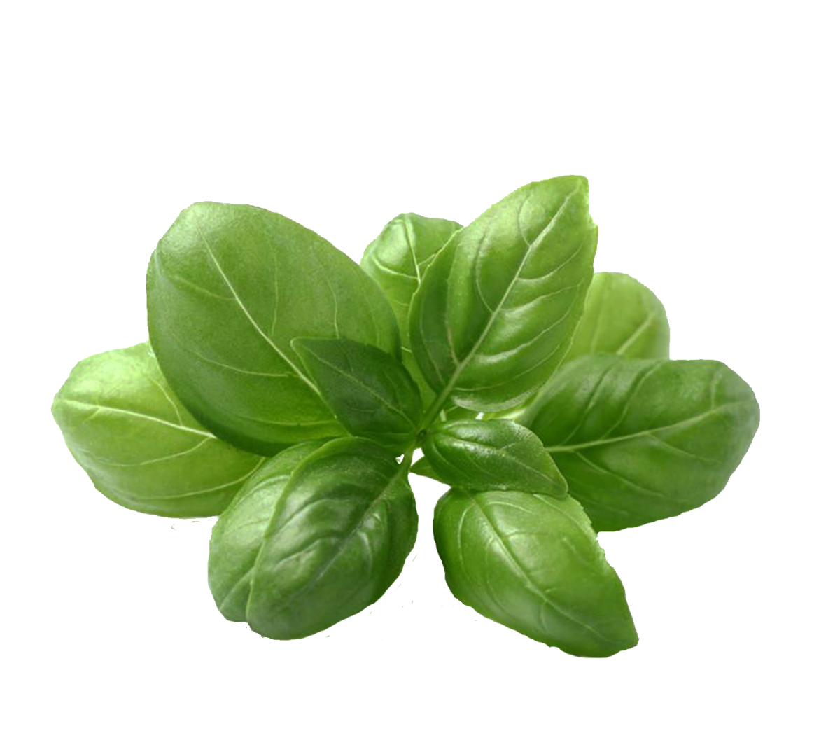 Basil