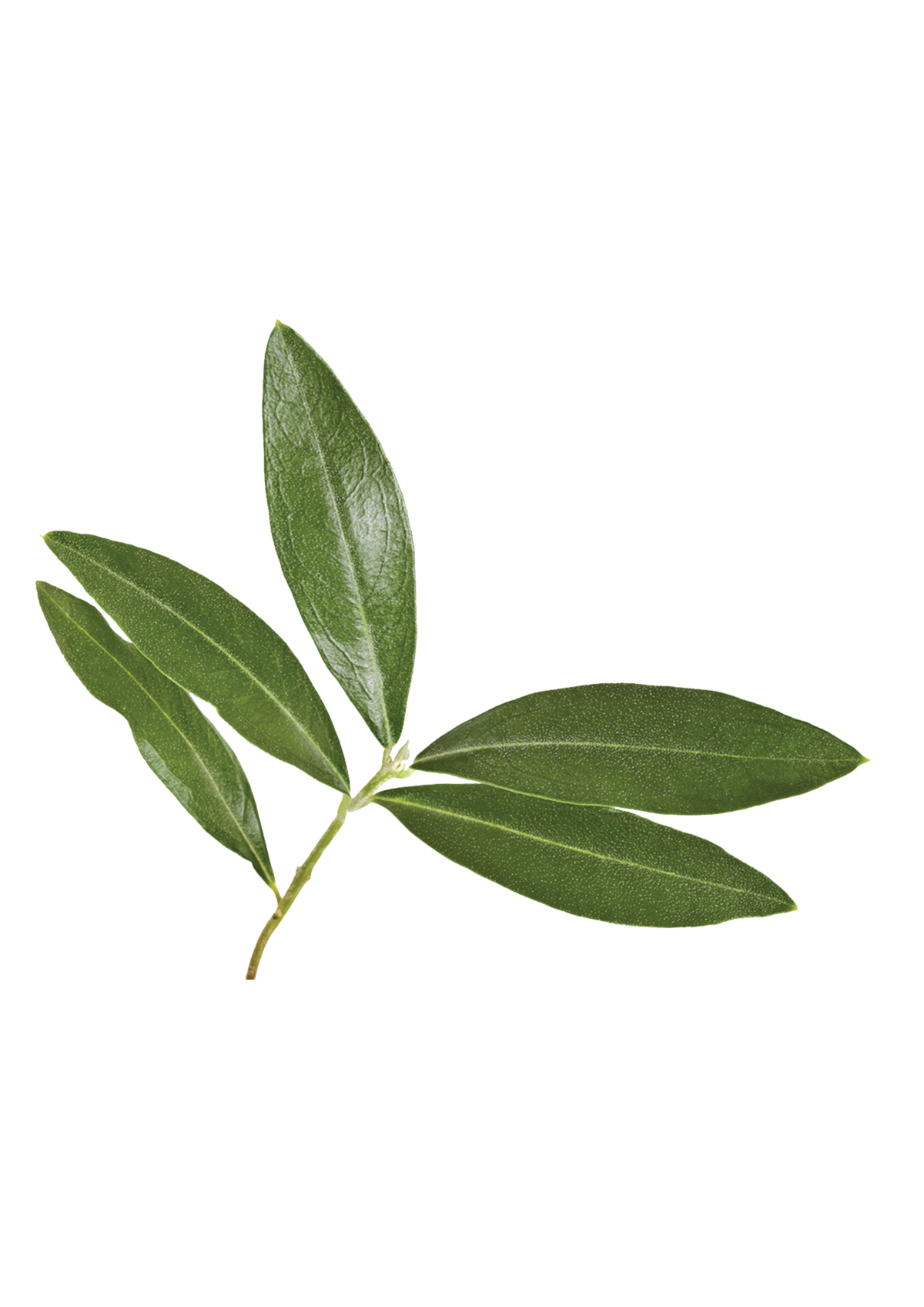 Olive Tree leaves