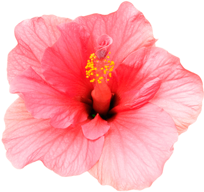 Hibiscus