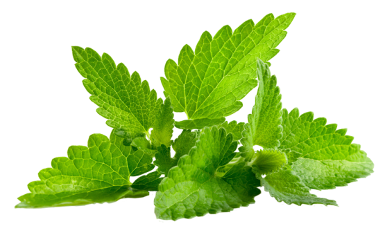 Lemon balm