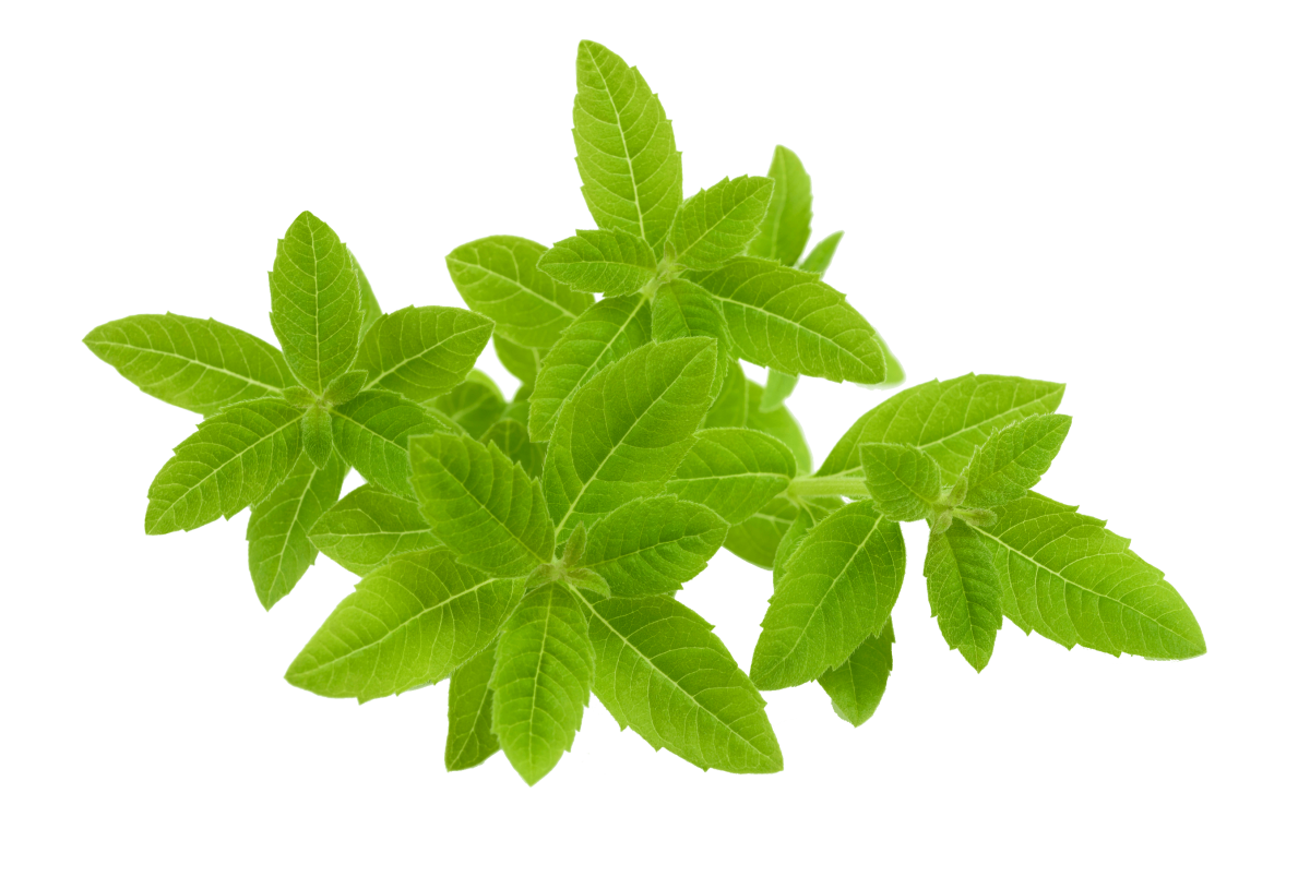 Lemon verbena
