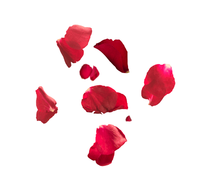 Rose petals