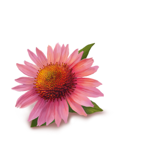 Echinacea